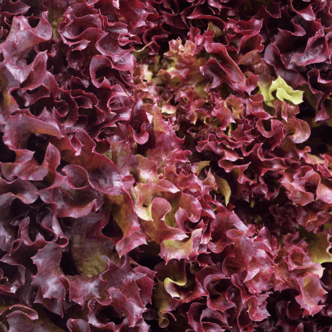 Red sallad bowl bild