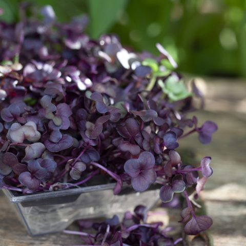 SANGOSKOTT_MG_8873Sangoskott