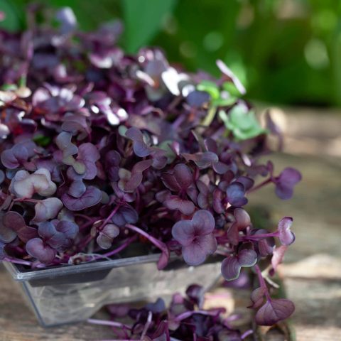 SANGOSKOTT_MG_8873Sangoskott