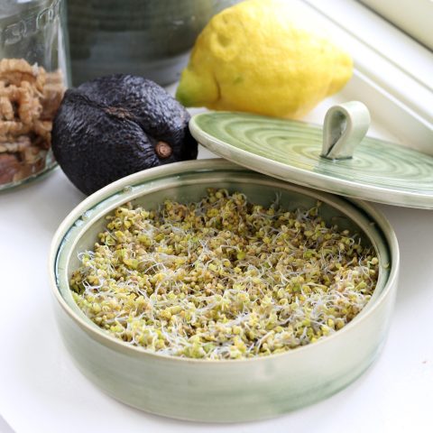 SENAPSGRODDAR6R2A0043kopia zoom