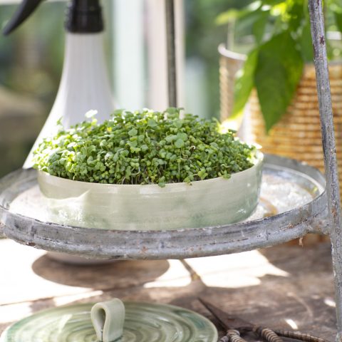 SENAPSSKOTT6R2A8925kopia