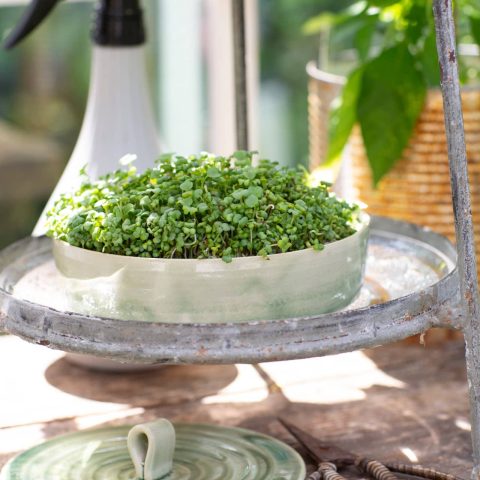 SENAPSSKOTT6R2A8925kopia