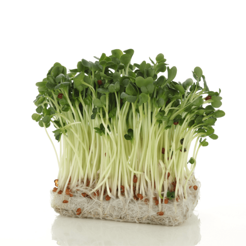 Skärmavbild 2023-02-17 kl. 12.46.47