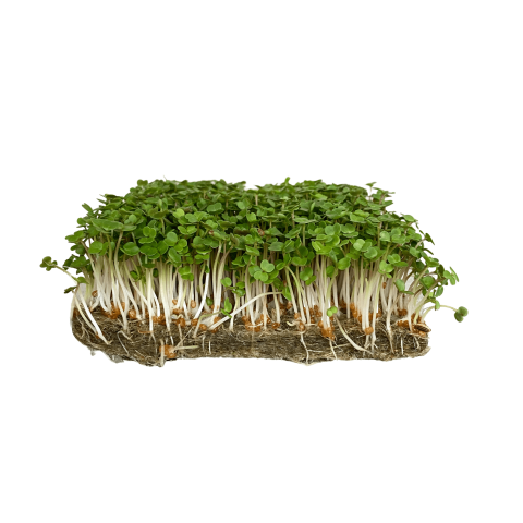 Skärmavbild 2023-02-23 kl. 08.03.43