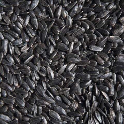 Solrosfrön (med skal)l