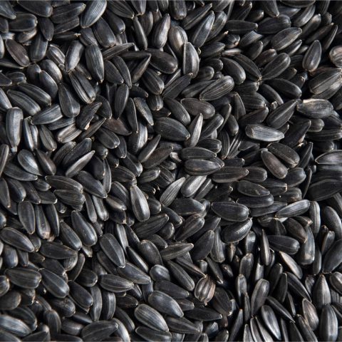 Solrosfrön (med skal)l