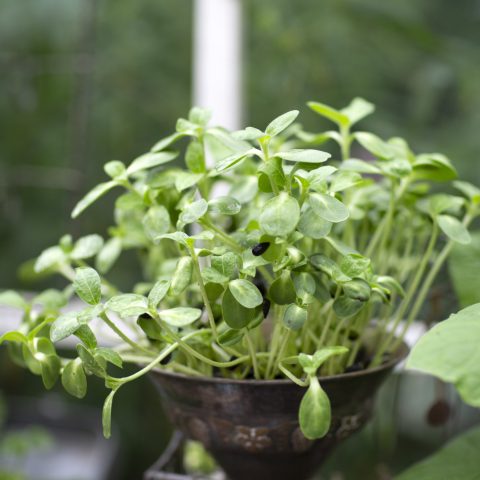 Solrosskott jord6R2A9745kopia