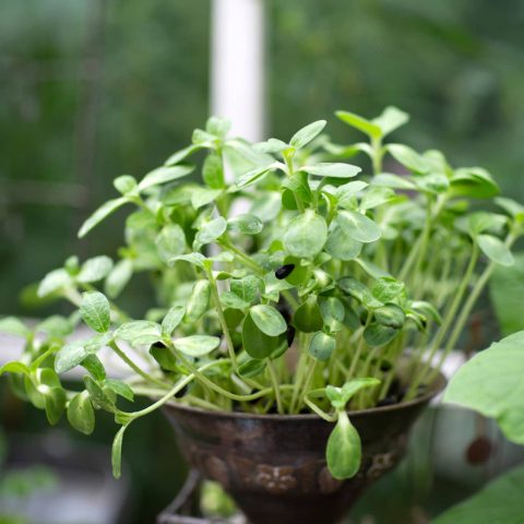 Solrosskott jord6R2A9745kopia