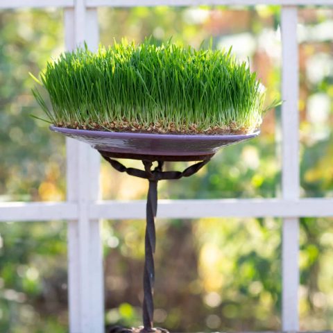 Vetegräs6R2A8637bok