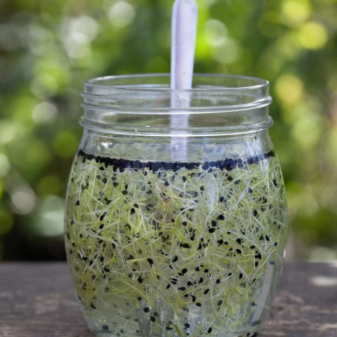 (luckra upp groddar)_MG_9687kopia