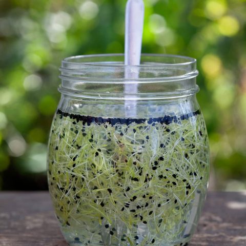 (luckra upp groddar)_MG_9687kopia