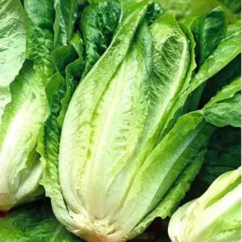 salata-lentissima-a-montare-2