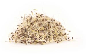 Odla fänkålsgroddar