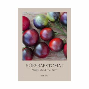 Körsbärstomat – Indigo Blue Berries EKO