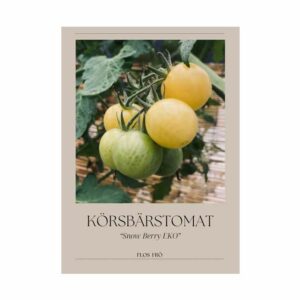 Körsbärstomat – Snow Berry EKO