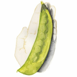 Jätteärt-Lokförare Bergfälts