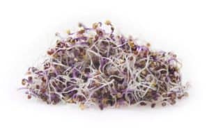 Odla rödkålsgroddar